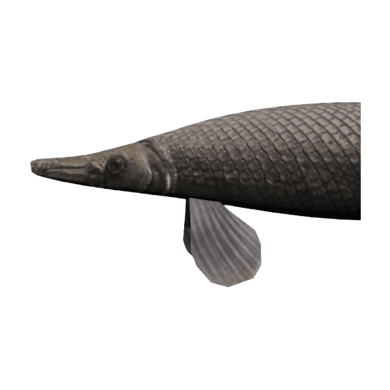 Alligator Gar