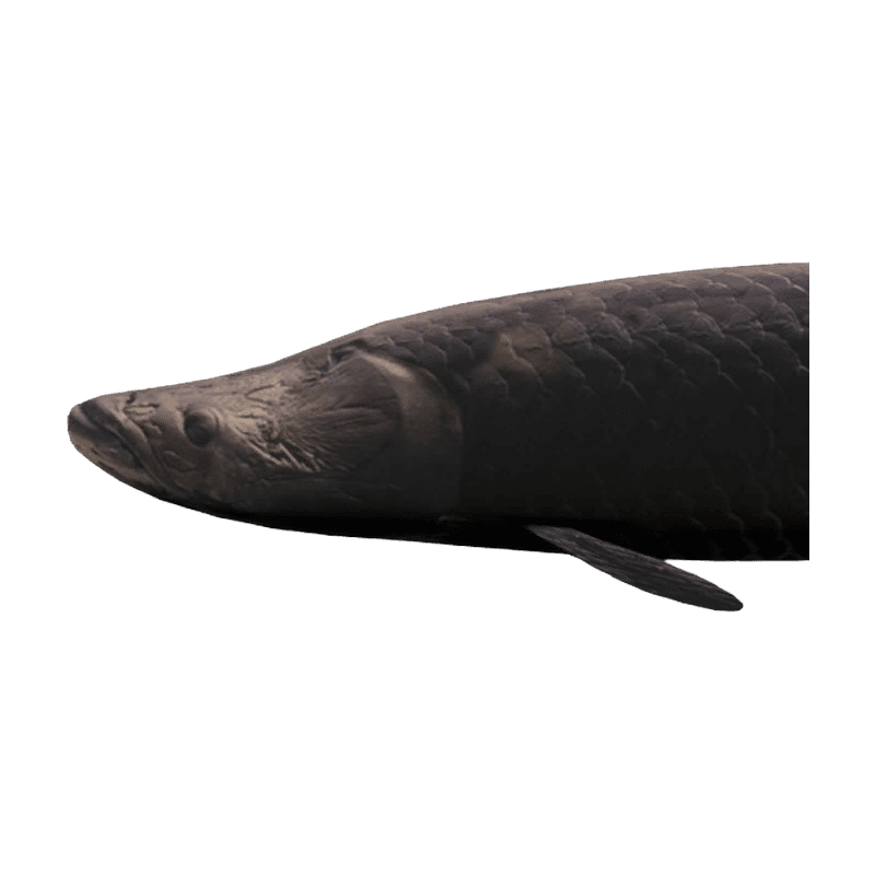 Arapaima