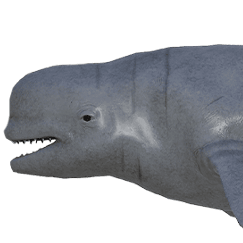 Beluga