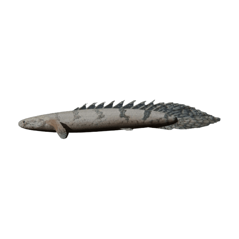 Bichir