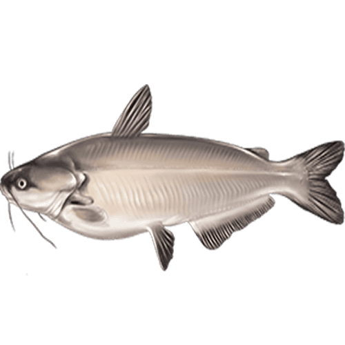 Blue Catfish