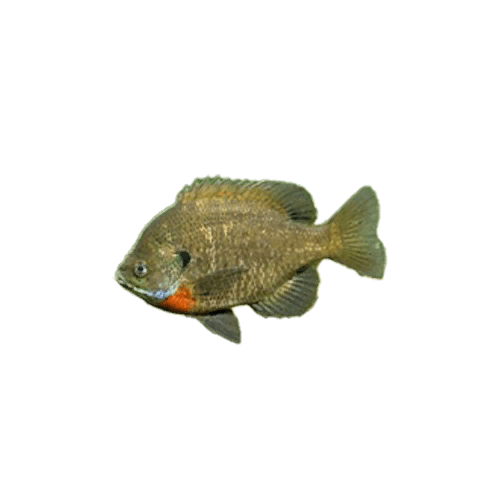 Blue Gill