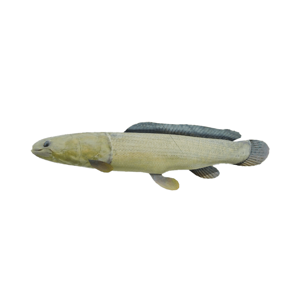 Bowfin