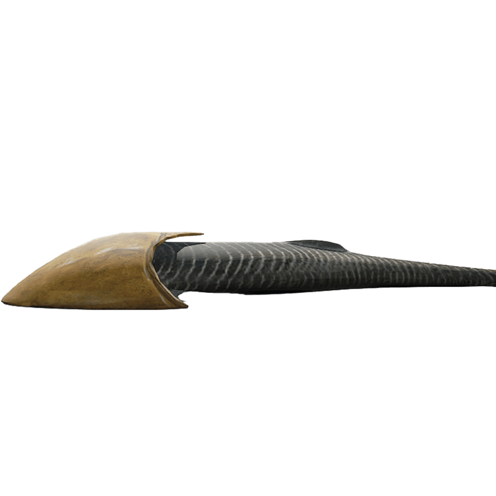 Cephalaspis