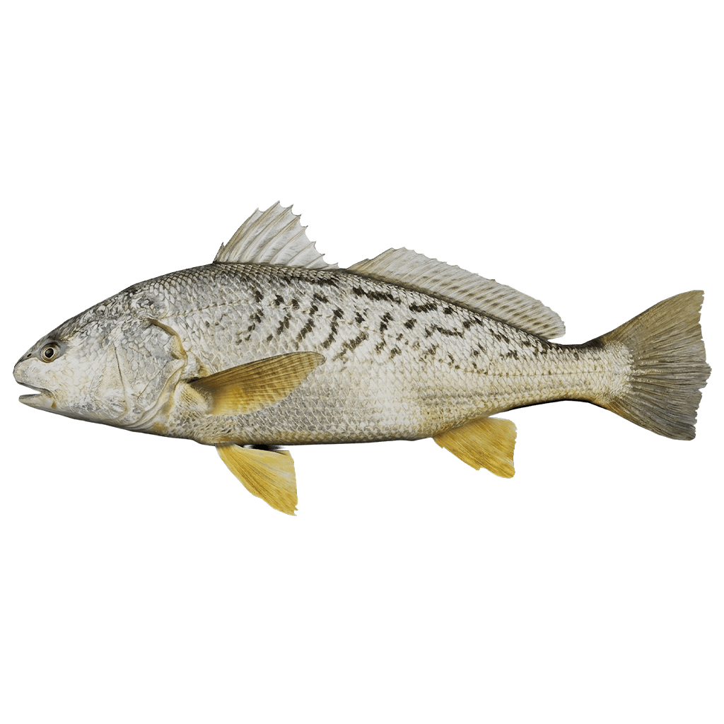 Remain_Still's Croaker - 3.47 lbs | GONE Fishing