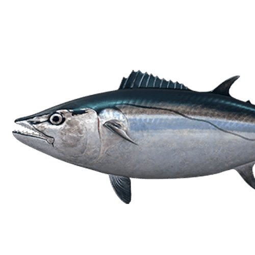 Dog Tooth Tuna