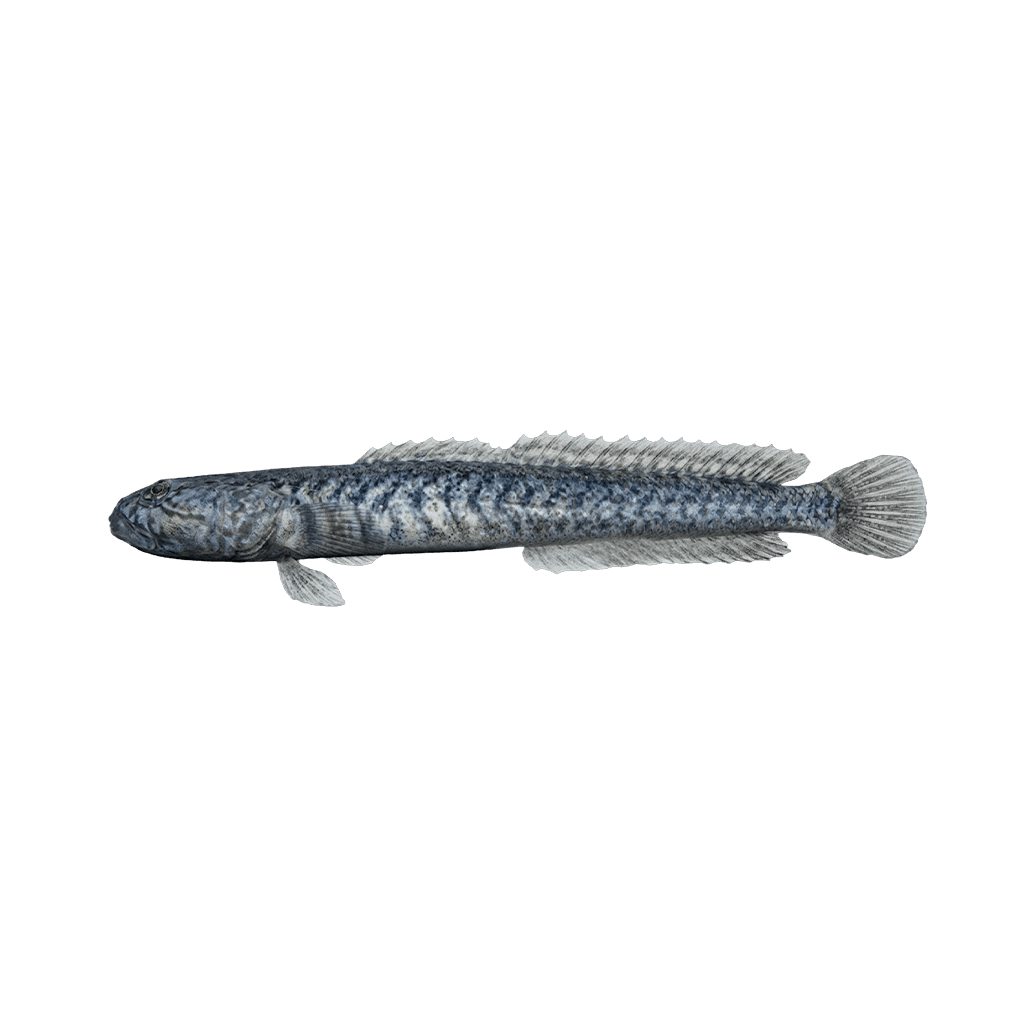 Dragon Goby