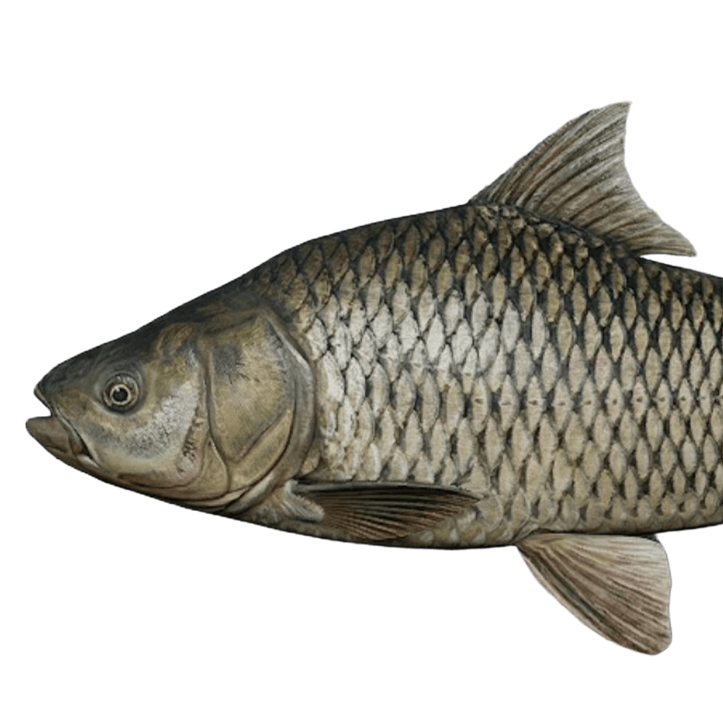 Giant Barb