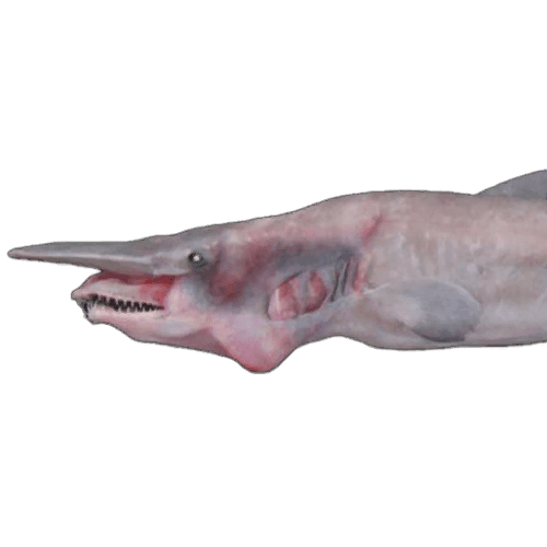 Goblin Shark