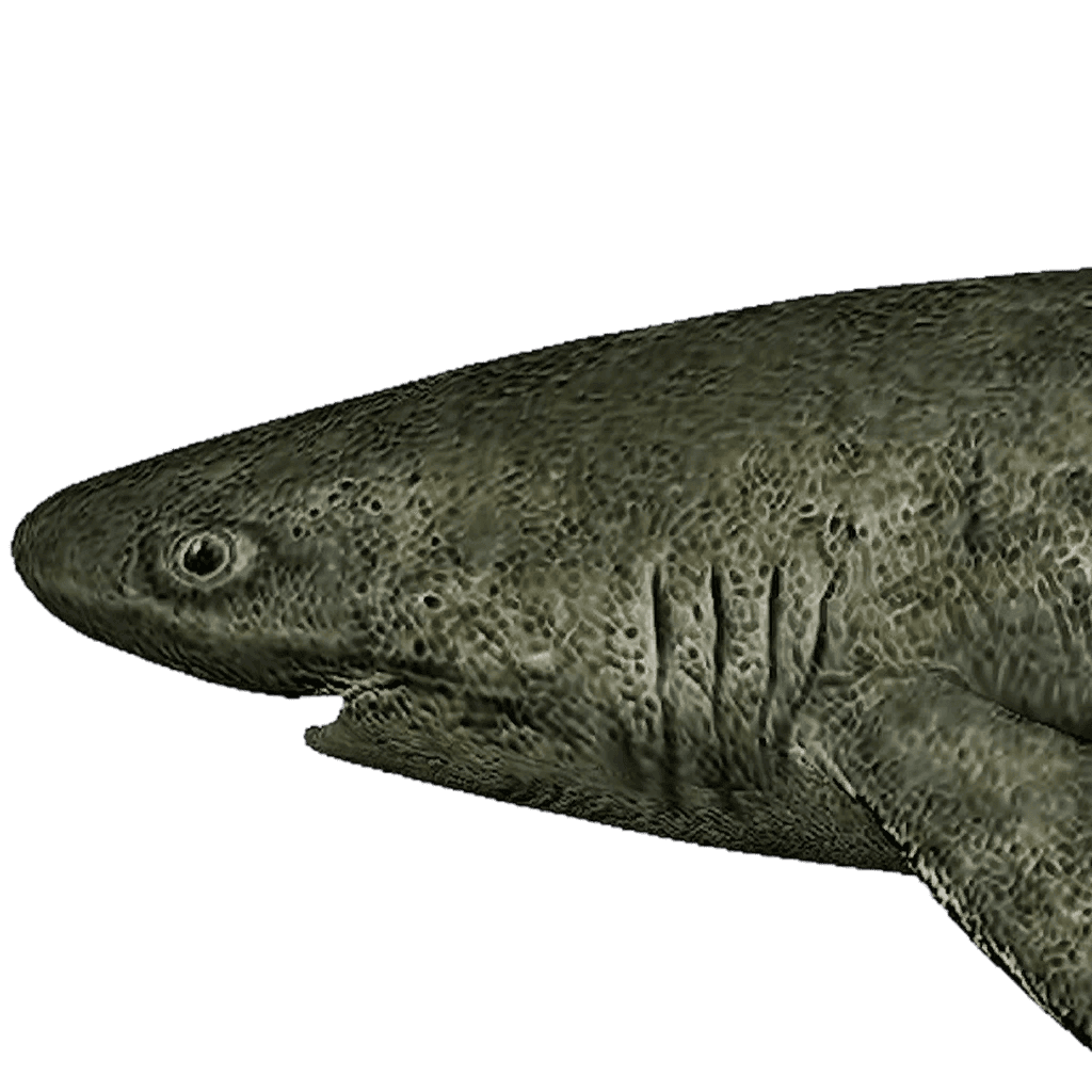 Greenland Shark