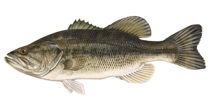 Large Mouth Bass