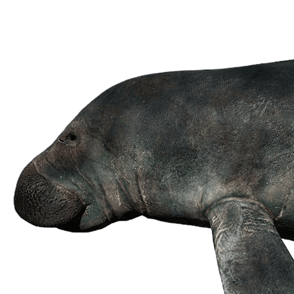Manatee