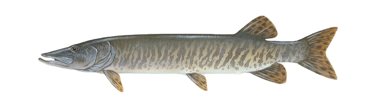 Muskellunge