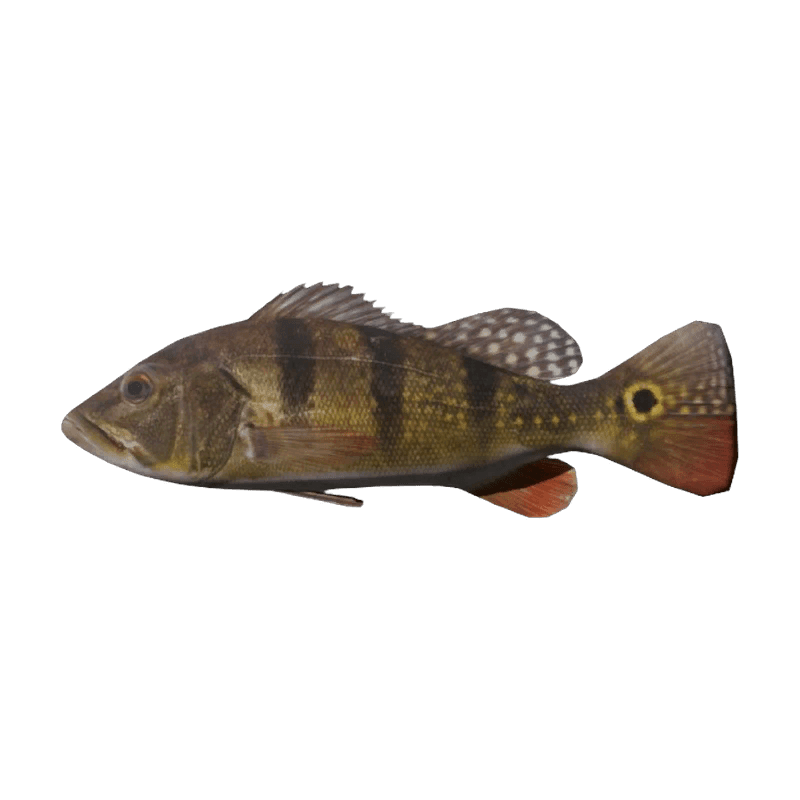Peacock Bass