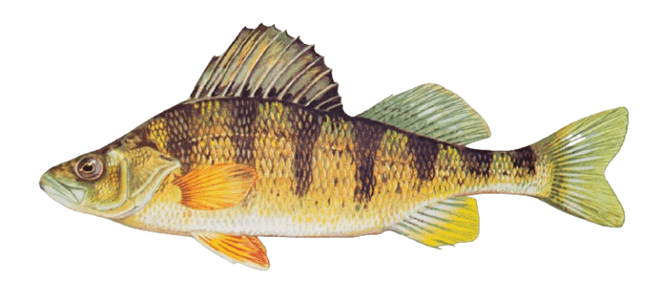 Perch
