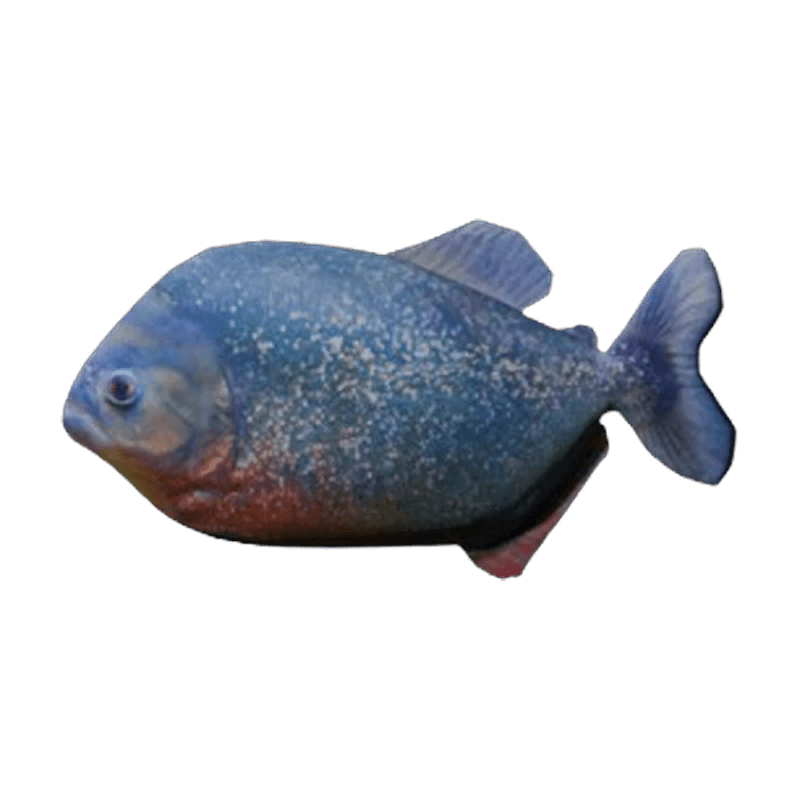 Piranha