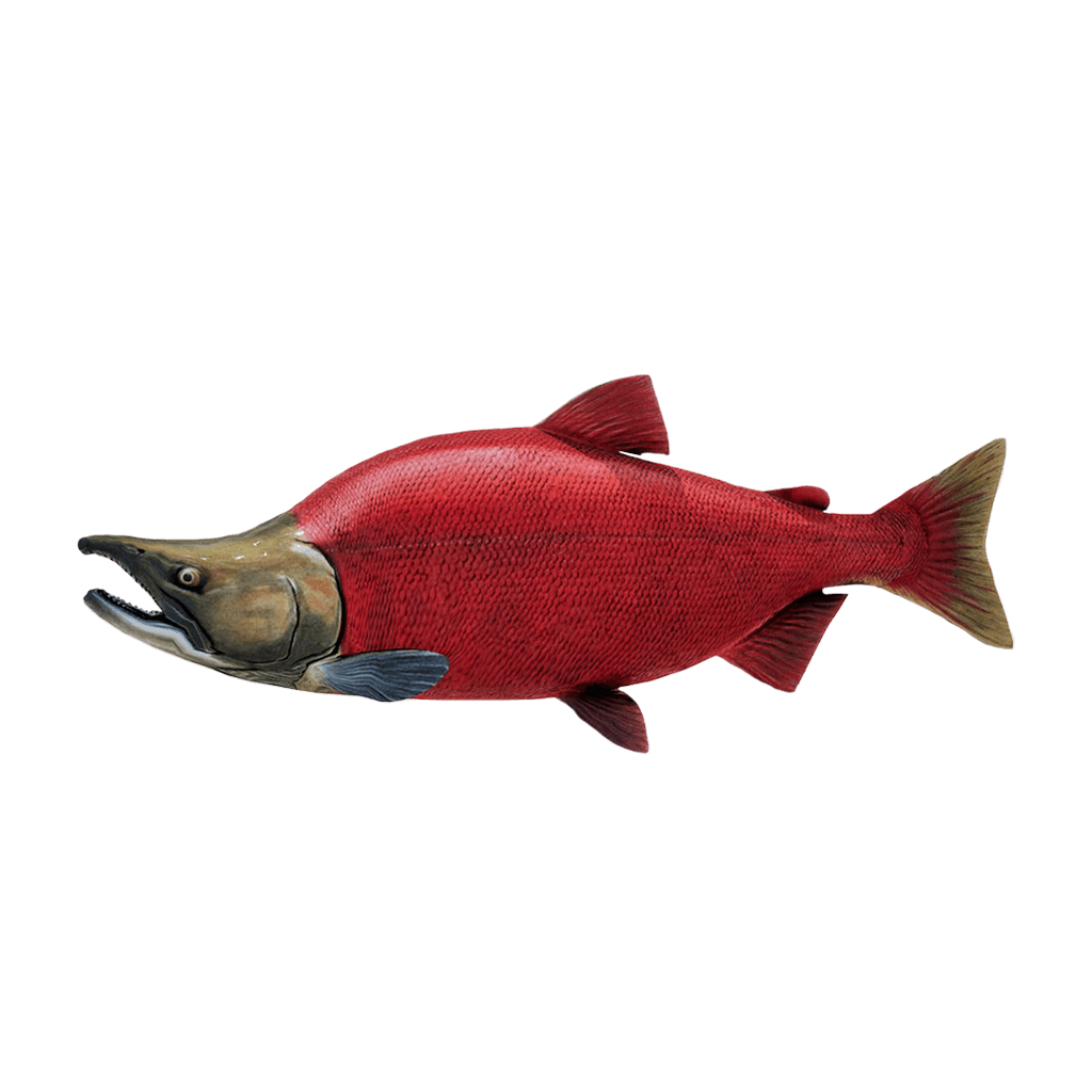 Sockeye Salmon
