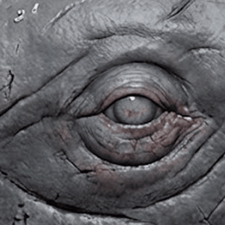 Sperm Whale