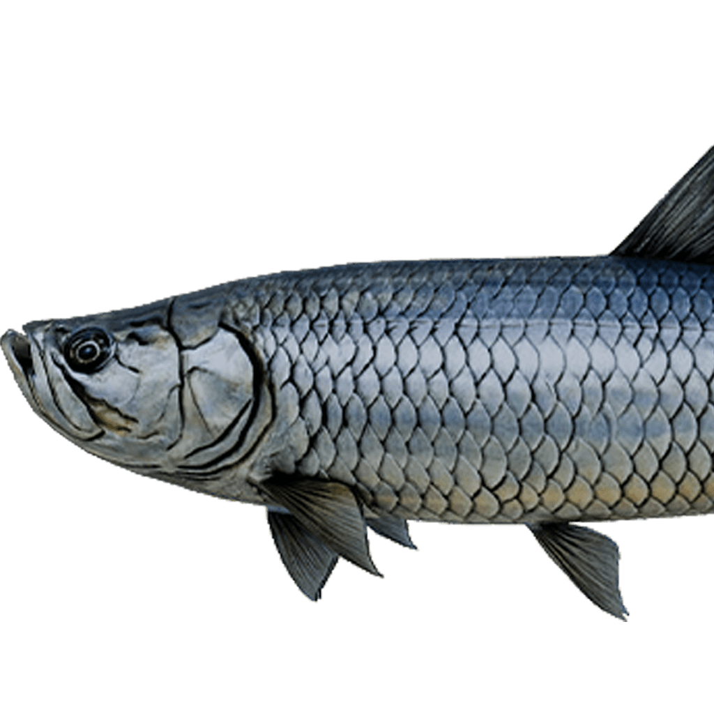 Tarpon
