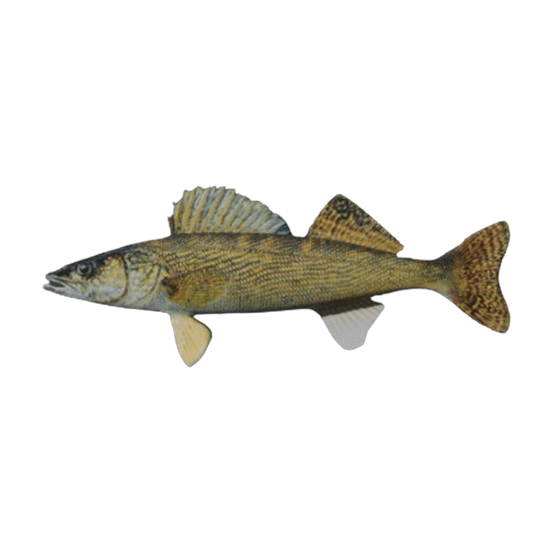 Walleye
