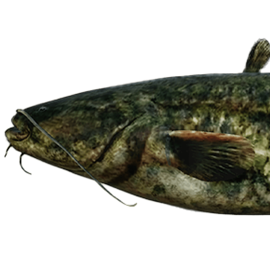 Wels Catfish
