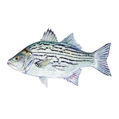 White Bass