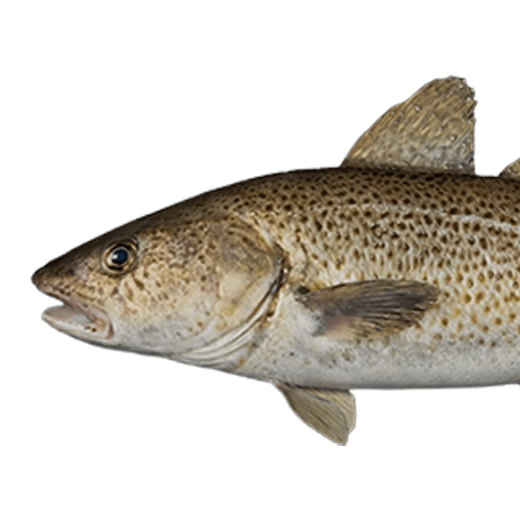 Cod