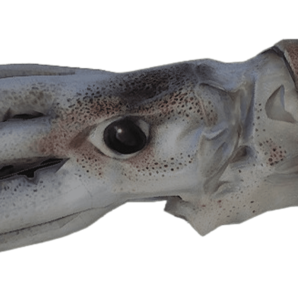 KStorrm Twitch s Giant Squid 91 348 42 Lbs GONE Fishing kstorrm-twitch-s-giant-squid-91-348-42-lbs-gone-fishing