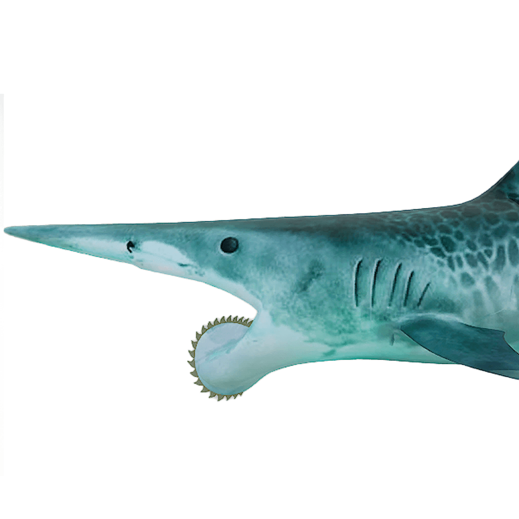 Helicoprion