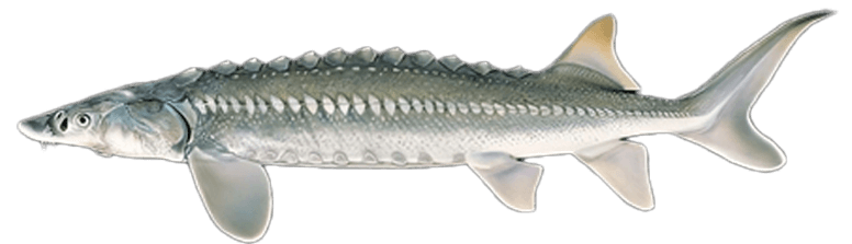Sturgeon
